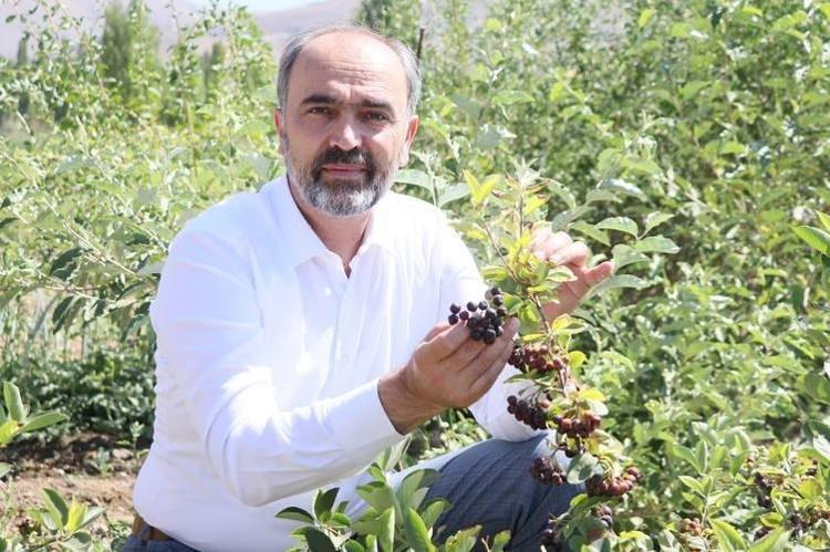 Kan şekerini terazi gibi dengelediği kanıtlandı Doğal şeker ilacı: Avuç avuç yiyince vücudu antioksidanla dolduruyor, en güçlü kansersavar