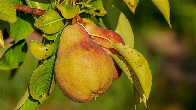 KİLO YÖNETİMİNİ DESTEKLER