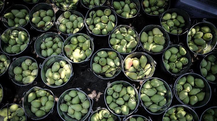 Doğanın potasyum kralı Tıkalı damarları yağ çözücü gibi açıp bağırsakları harıl harıl çalıştırıyor, 1 tane yemek yetiyor