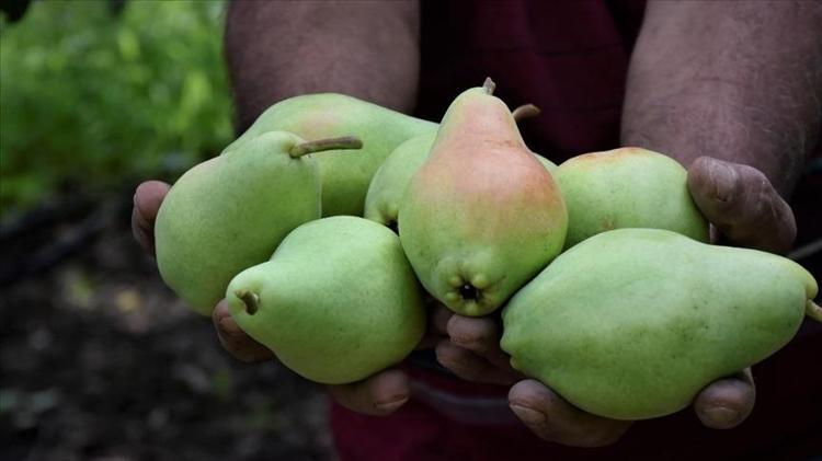 BAĞIŞIKLIK VE CİLT SAĞLIĞINA DESTEK OLUR