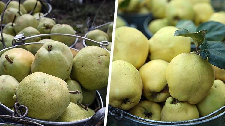 KEMİK SAĞLIĞINA KATKI SAĞLAR