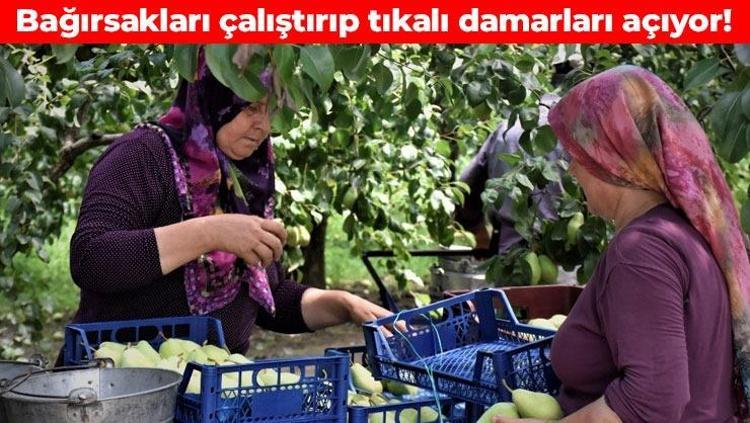 Doğanın potasyum kralı Tıkalı damarları yağ çözücü gibi açıp bağırsakları harıl harıl çalıştırıyor, 1 tane yemek yetiyor