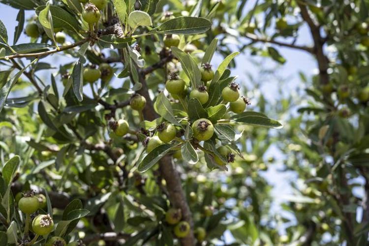 DÜZENLİ TÜKETİMDE 1 ORTA BOY ARMUT NASIL ETKİ EDER