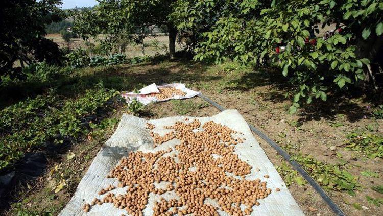 Uzmanlara göre böyle tüketmek gerekiyor Kiraz, ahududu ve yeşil çay ile yiyin: Karaciğer yağlanmasını azaltıyor, metabolizmayı hareketlendiriyor