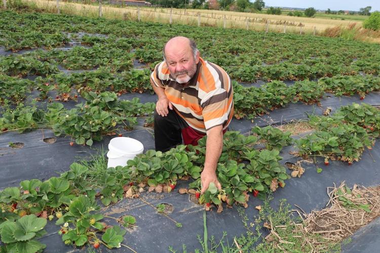BAĞIŞIKLIK SİSTEMİNİ GÜÇLENDİRİR