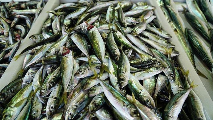 Tezgahta kilosu 200 TLden kapış kapış satılıyor Tıkalı damarları yağ çözücü gibi açıp kemikleri betona çeviriyor, D vitamini ve B12 depolarını fullüyor