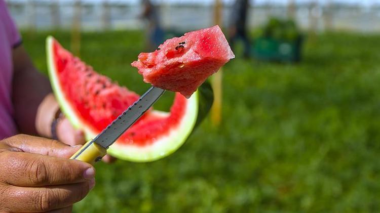 Karpuzu yıllardır yanlış tüketiyormuşuz Peynirle değil böyle yiyince faydası 10 kat artıyor: Kas spazmlarının kökünü kurutuyor