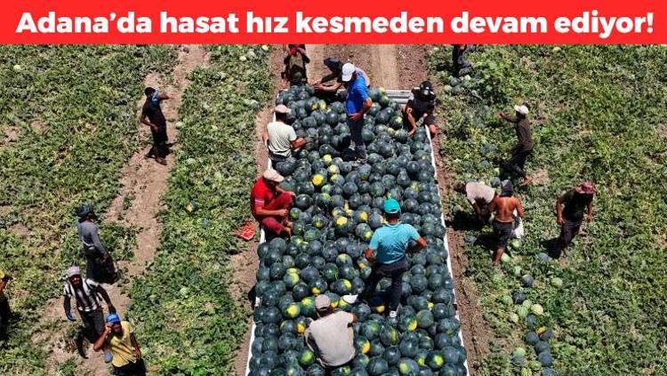 Kilosu 2.5 TLye düştü Adanada hasadı devam ediyor: Damar sertleşmesini önlüyor, kan basıncını azaltıyor, kabızlık ve hazımsızlığın doğal ilacı