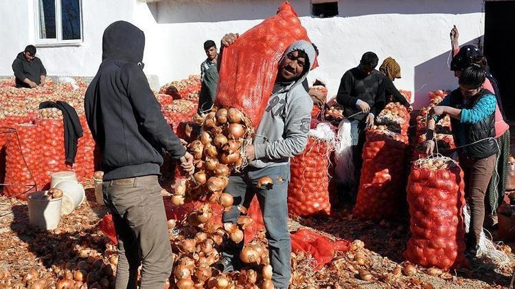 Kilosu 5 TLye düştü Sıcaklıkların 40 dereceyi geçtiği topraklarda hasadı devam ediyor: Kan basıncını düzenliyor, karaciğerdeki toksinlerin kökünü kurutuyor