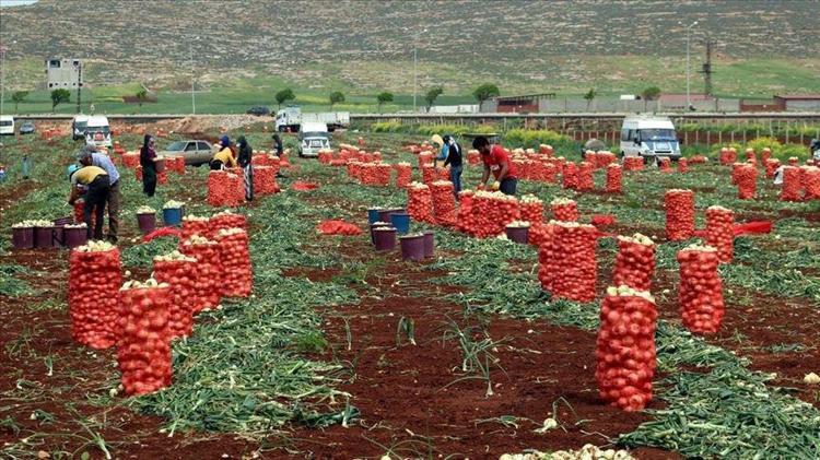 Kilosu 5 TLye düştü Sıcaklıkların 40 dereceyi geçtiği topraklarda hasadı devam ediyor: Kan basıncını düzenliyor, karaciğerdeki toksinlerin kökünü kurutuyor
