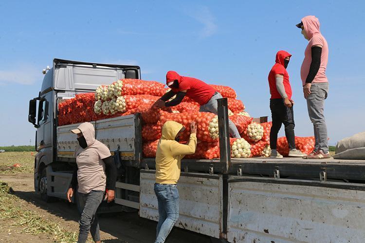 Kilosu 5 TLye düştü Sıcaklıkların 40 dereceyi geçtiği topraklarda hasadı devam ediyor: Kan basıncını düzenliyor, karaciğerdeki toksinlerin kökünü kurutuyor