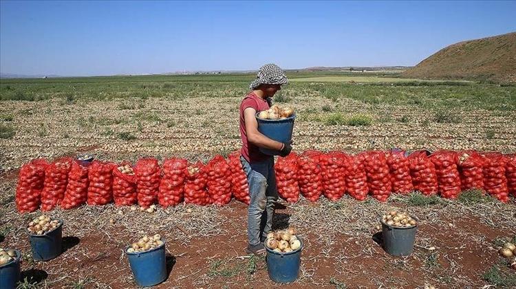 Kilosu 5 TLye düştü Sıcaklıkların 40 dereceyi geçtiği topraklarda hasadı devam ediyor: Kan basıncını düzenliyor, karaciğerdeki toksinlerin kökünü kurutuyor
