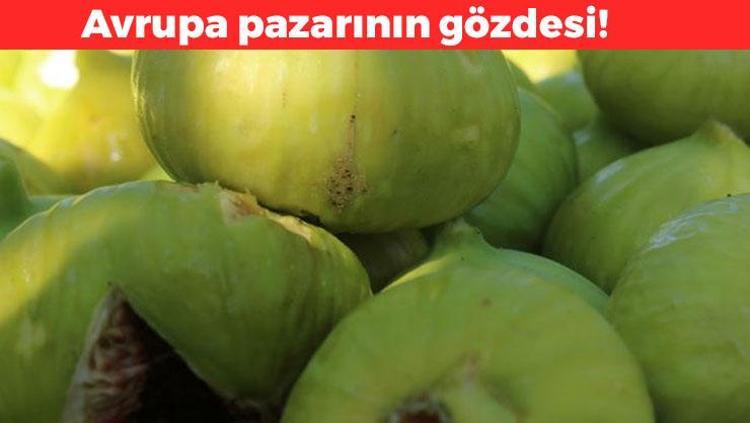 Akdenizde yetişiyor ama anavatanı Anadolu 70 derdin devası: Potasyum, magnezyum ve K vitamini zengini