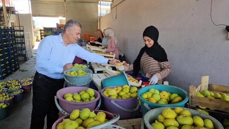 Akdenizde yetişiyor ama anavatanı Anadolu 70 derdin devası: Potasyum, magnezyum ve K vitamini zengini