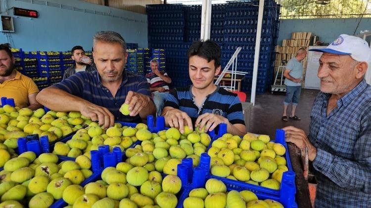 Akdenizde yetişiyor ama anavatanı Anadolu 70 derdin devası: Potasyum, magnezyum ve K vitamini zengini