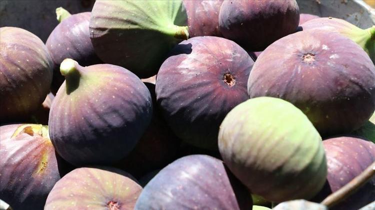 Akdenizde yetişiyor ama anavatanı Anadolu 70 derdin devası: Potasyum, magnezyum ve K vitamini zengini