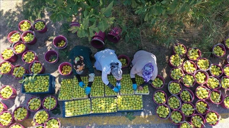Akdenizde yetişiyor ama anavatanı Anadolu 70 derdin devası: Potasyum, magnezyum ve K vitamini zengini