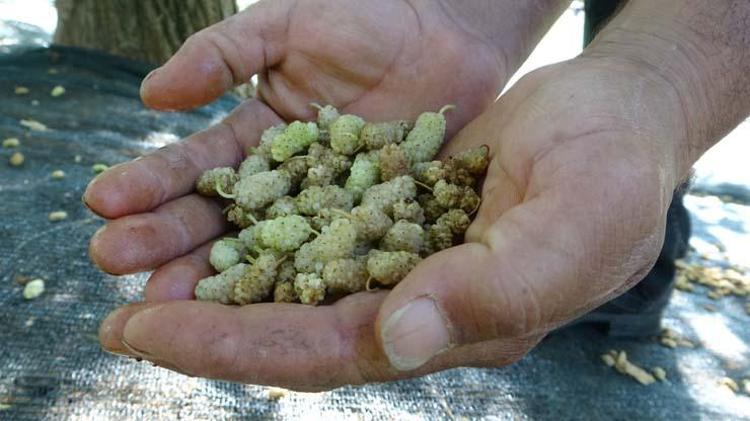 Malatyanın şifalı meyveleriyle hazırlanıyor Kilosu 300 TLden satılıyor: Demir depolarına zirve yaptırıp kemikleri beton gibi yapıyor