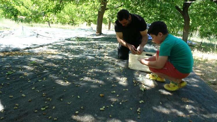 Malatyanın şifalı meyveleriyle hazırlanıyor Kilosu 300 TLden satılıyor: Demir depolarına zirve yaptırıp kemikleri beton gibi yapıyor
