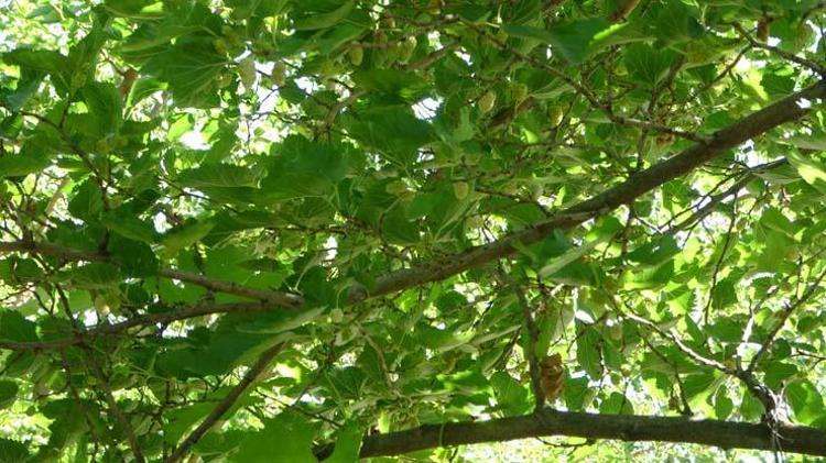 Malatyanın şifalı meyveleriyle hazırlanıyor Kilosu 300 TLden satılıyor: Demir depolarına zirve yaptırıp kemikleri beton gibi yapıyor