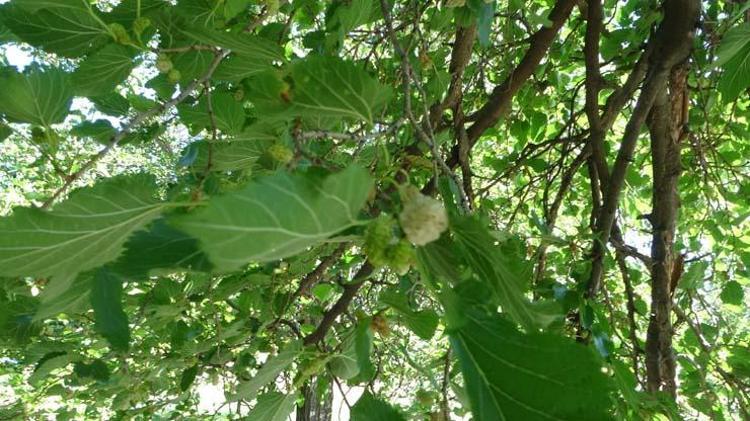 DEMİR DEPOSUDUR, KAN YAPAR