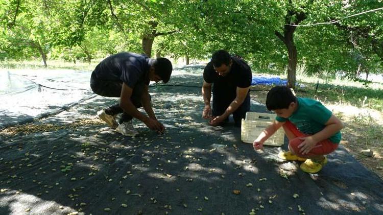 DUT PEKMEZİNİN FAYDALARI NELERDİR