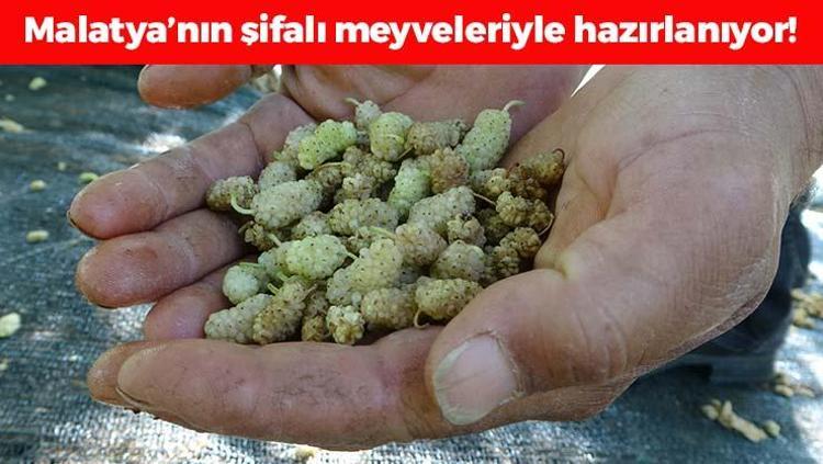 Malatyanın şifalı meyveleriyle hazırlanıyor Kilosu 300 TLden satılıyor: Demir depolarına zirve yaptırıp kemikleri beton gibi yapıyor