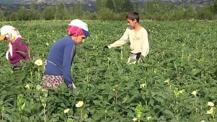 KEMİK VE KAN SAĞLIĞINI KORUR