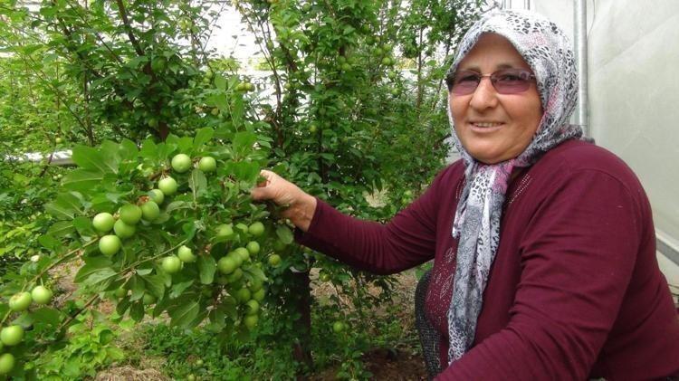 Hasada 8 bin TL ile başlanan erikte fiyat 400 TL’ye kadar düştü