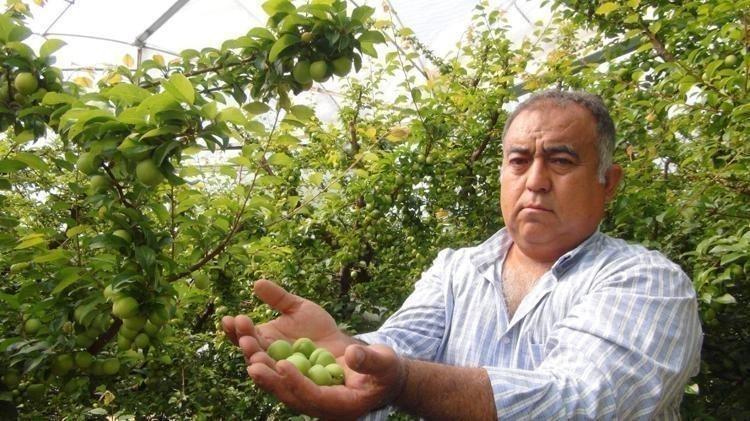 Hasadı başladı: Kilosu 8 bin liradan 400 liraya düştü Dubai, Katar, Kanada, İngiltereye satılıyor İnsülini anında baskılıyor, demir depolarını fullüyor