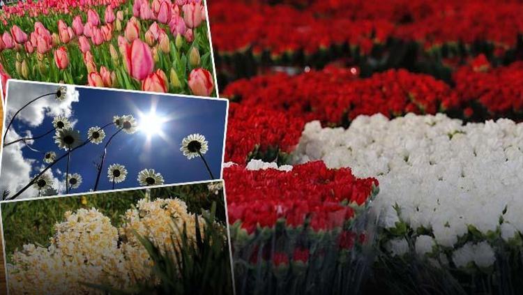 Pembesi zarafeti kırmızısı aşkı temsil ediyor Bir tanesi var ki yalnızca kraliyet üyelerine layık olarak görülüyor