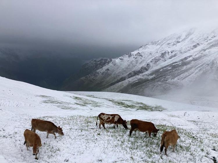 Kar yağışları 5 şehirde yaşayanlara sürpriz yaşattı Rize, Trabzon, Bayburt, Gümüşhane ve Erzurum beyaza büründü