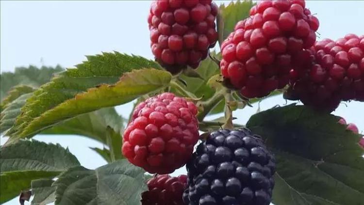 Çayın yanında mutlaka tüketin Birlikte tüketince ömrü 10 yıl uzatıyor: Buruş buruş damarları genişletiyor, kan şekerini terazi gibi dengeliyor