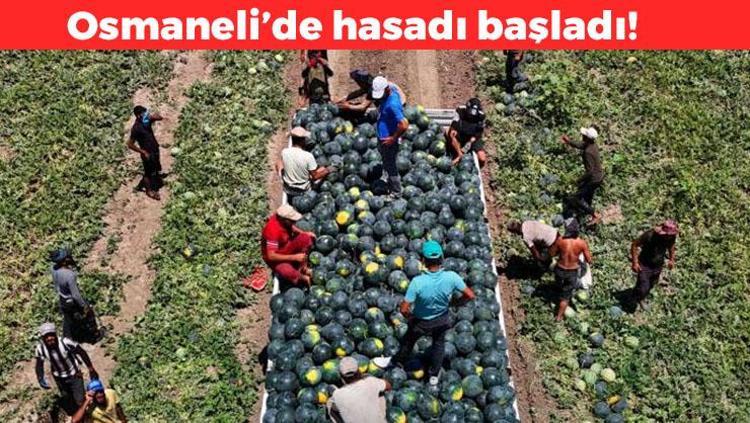 Osmanelide hasadı başladı Pek çok ile gönderiliyor: Kan şekerini düzenliyor, sindirim sistemini saat gibi çalıştırıyor, karaciğerdeki toksinleri temizliyor