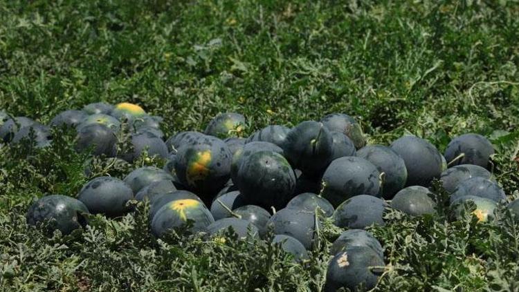 Osmanelide hasadı başladı Pek çok ile gönderiliyor: Kan şekerini düzenliyor, sindirim sistemini saat gibi çalıştırıyor, karaciğerdeki toksinleri temizliyor