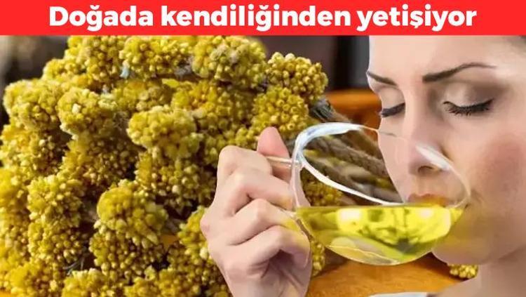 Doğada kendiliğinden yetişiyor Bardak bardak için: Böbrekleri diyalizin pençesinden kurtarıyor, yüzyıllardır iltihap kurutmak için kullanılıyor