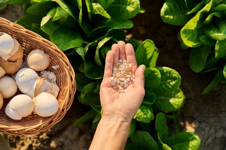 YUMURTA KABUĞU SAYESİNDE KALSİYUMLA ÇİÇEKLENMEYİ HIZLANDIRIN