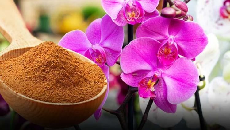 Orkideyi anında çiçeklendiriyor 1 kaşığı yetiyor, ölmüş orkideye hayat öpücüğü veriyor
