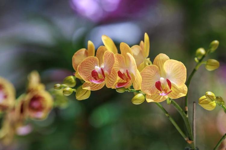 Orkideyi anında çiçeklendiriyor 1 kaşığı yetiyor, ölmüş orkideye hayat öpücüğü veriyor