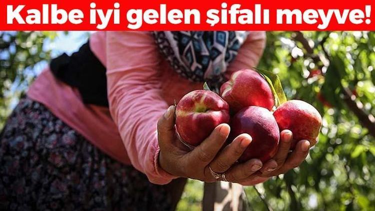 Bursada hasadı başladı Kilosu 100 TL: Bağırsakları motor gibi çalıştırıyor, kalbin meyvesi olarak da biliniyor Damar duvarlarını anında güçlendiriyor