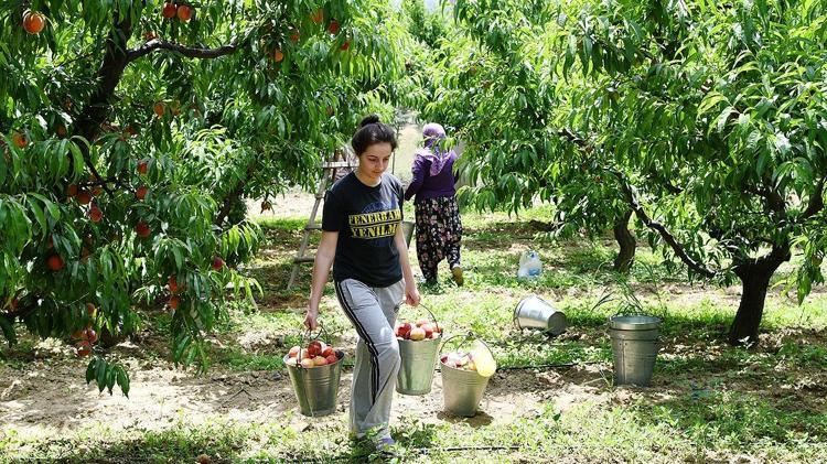 Bursada hasadı başladı Kilosu 100 TL: Bağırsakları motor gibi çalıştırıyor, kalbin meyvesi olarak da biliniyor Damar duvarlarını anında güçlendiriyor