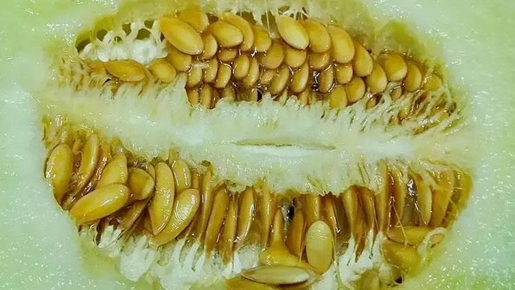 BESİN DEĞERİ YÜKSEK BİR TOHUM: KAVUN ÇEKİRDEĞİ