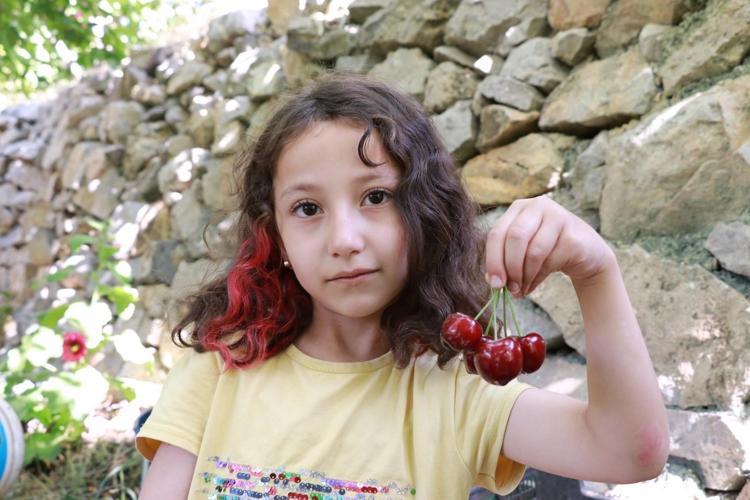 Konyada hüzünlü hasat vakti, kilosu 300 TLden satılıyor: İltihabı kurutup tıkalı damarları yağ sökücü gibi açıyor, kolesterolü silip atıyor