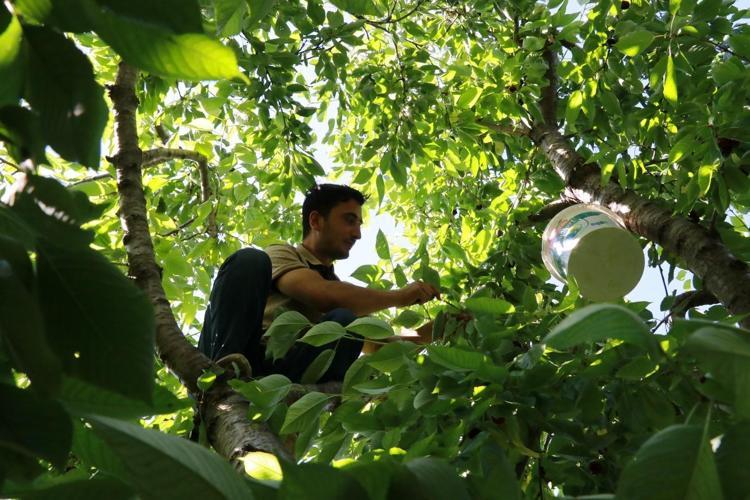 Konyada hüzünlü hasat vakti, kilosu 300 TLden satılıyor: İltihabı kurutup tıkalı damarları yağ sökücü gibi açıyor, kolesterolü silip atıyor