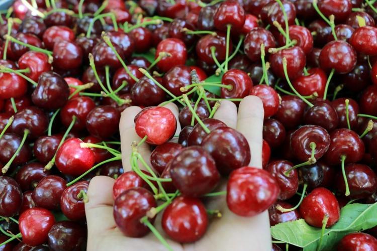 DAMARLARI AÇAR, TANSİYONU VE KOLESTEROLÜ DÜŞÜRÜR