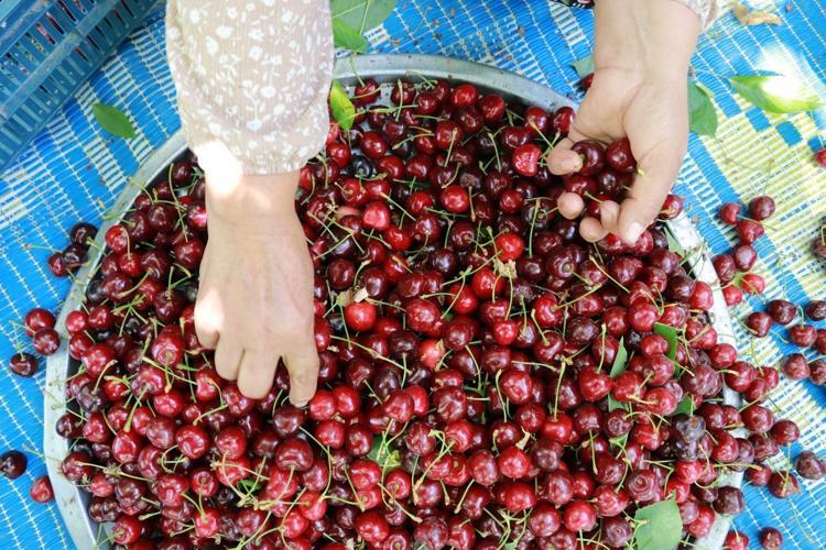 Konyada hüzünlü hasat vakti, kilosu 300 TLden satılıyor: İltihabı kurutup tıkalı damarları yağ sökücü gibi açıyor, kolesterolü silip atıyor