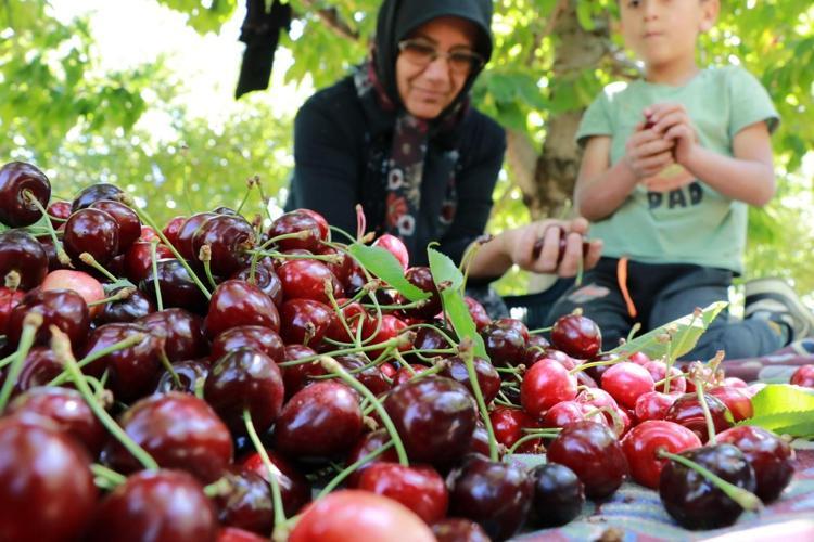 Konyada hüzünlü hasat vakti, kilosu 300 TLden satılıyor: İltihabı kurutup tıkalı damarları yağ sökücü gibi açıyor, kolesterolü silip atıyor