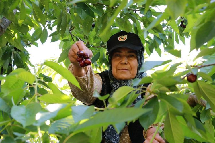 Konyada hüzünlü hasat vakti, kilosu 300 TLden satılıyor: İltihabı kurutup tıkalı damarları yağ sökücü gibi açıyor, kolesterolü silip atıyor