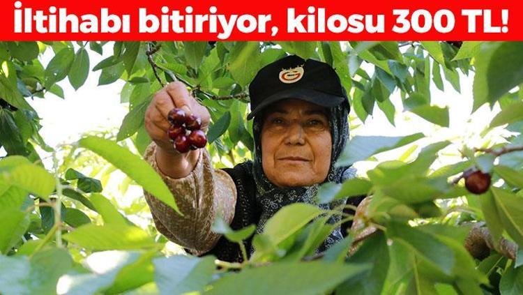 Konyada hüzünlü hasat vakti, kilosu 300 TLden satılıyor: İltihabı kurutup tıkalı damarları yağ sökücü gibi açıyor, kolesterolü silip atıyor
