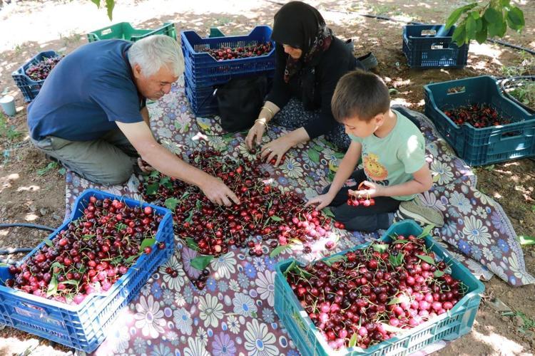 Konyada hüzünlü hasat vakti, kilosu 300 TLden satılıyor: İltihabı kurutup tıkalı damarları yağ sökücü gibi açıyor, kolesterolü silip atıyor